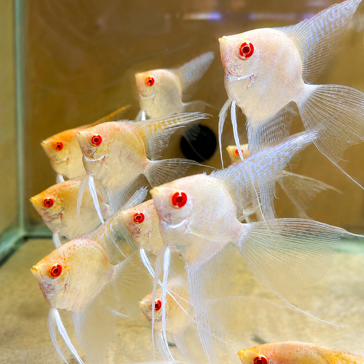 Albino Red Shoulder Manacapuru Angelfish
