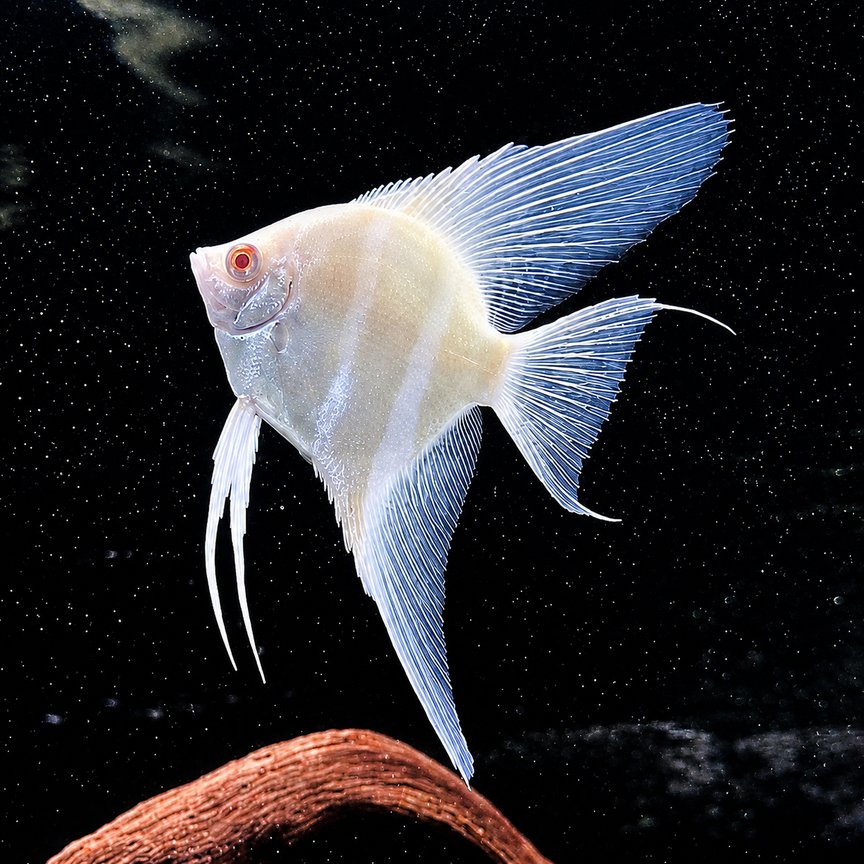 Albino Red Shoulder Manacapuru Angelfish