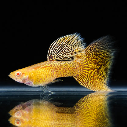 Albino Yellow Lace Guppy Fish
