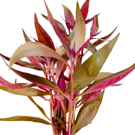 Alternanthera Lilacina