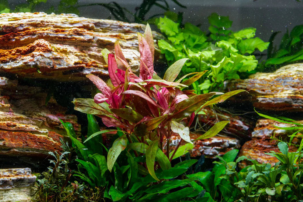 Alternanthera Reineckii Aquarium Plant