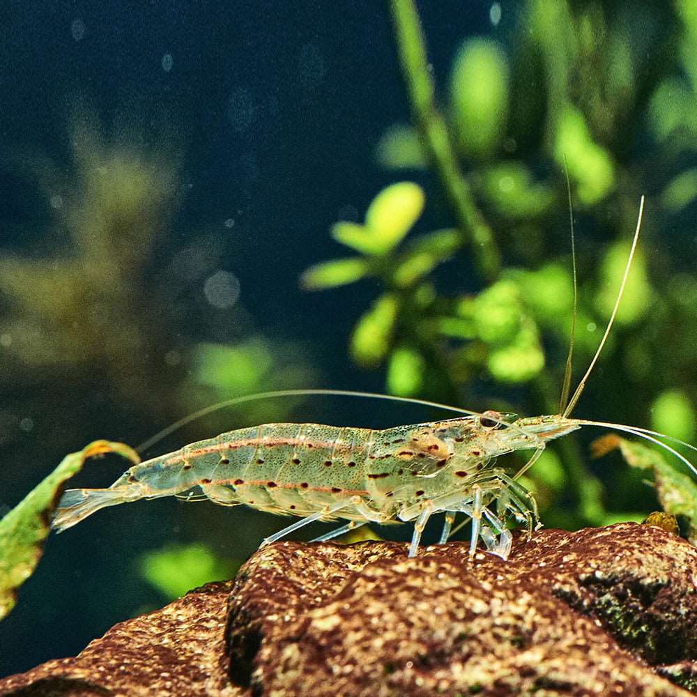 Algae eater shrimp hotsell