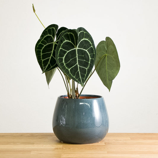 Anthurium Clarinervium Plant