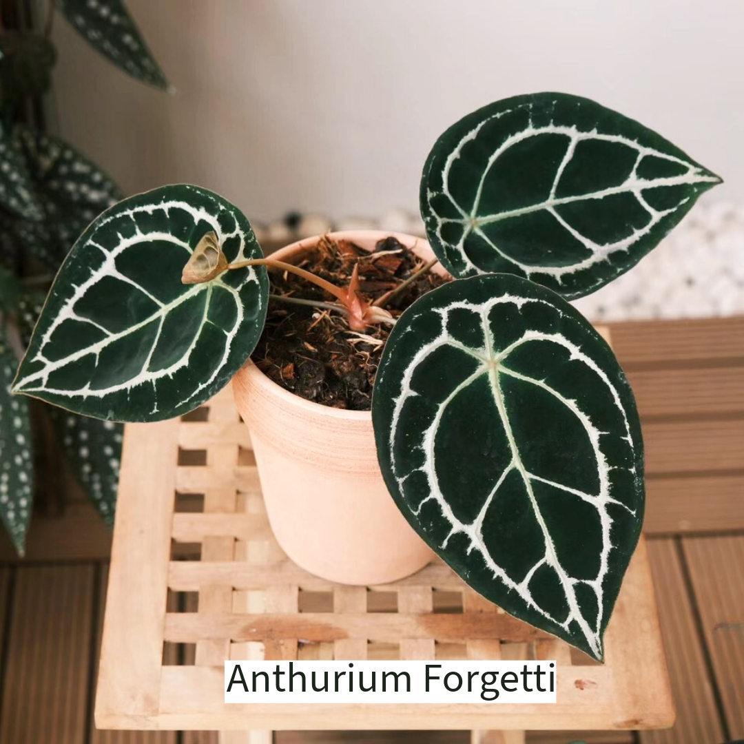 Anthurium Forgetti Plant