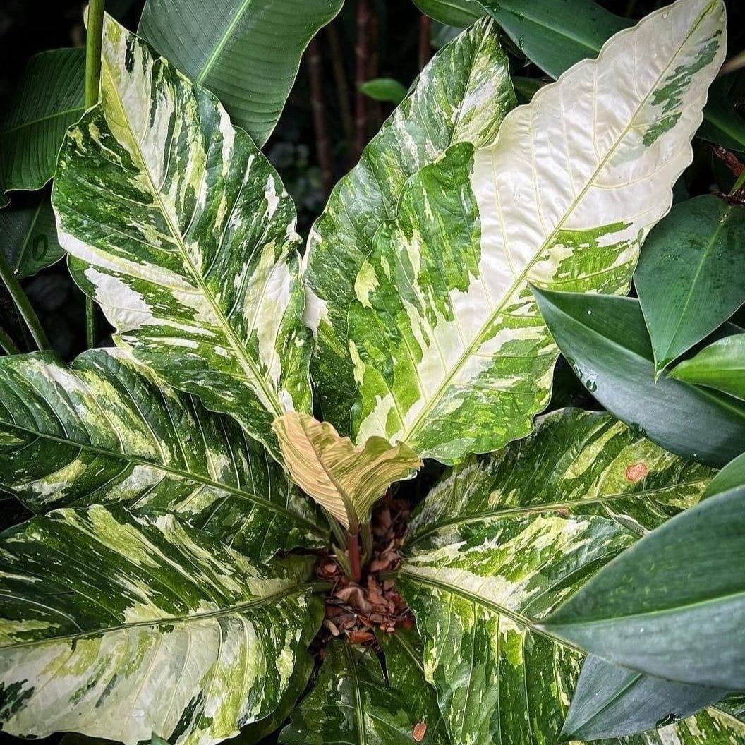 Anthurium Hookeri Variegated Plant