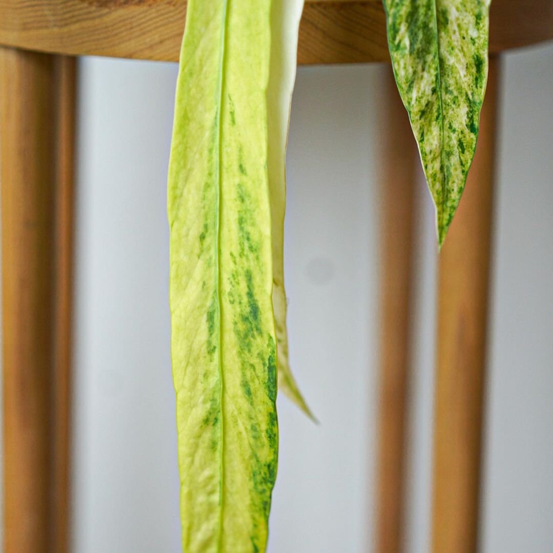 Anthurium Vittarifolium Variegated Tissue Culture Plant