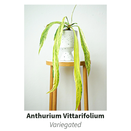 Anthurium Vittarifolium Variegated Plant