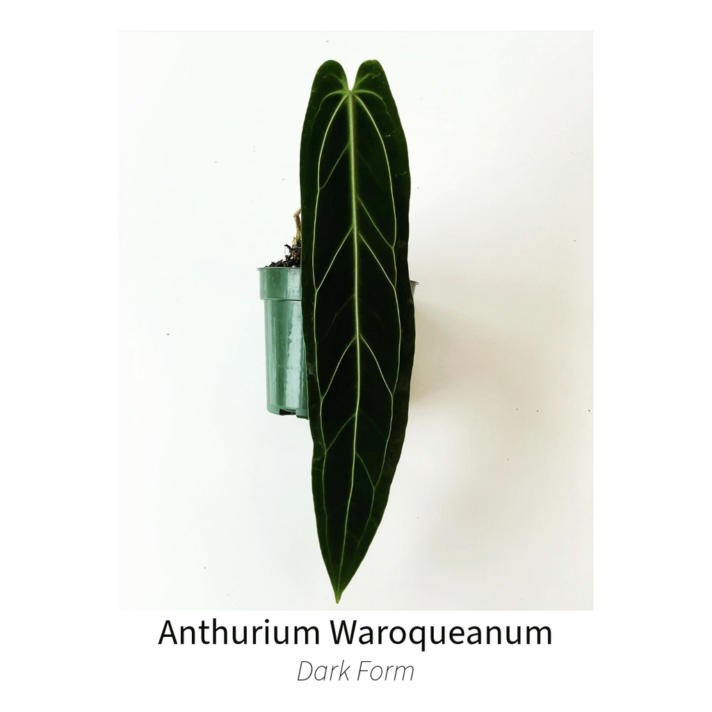 Anthurium Warocqueanum AKA 