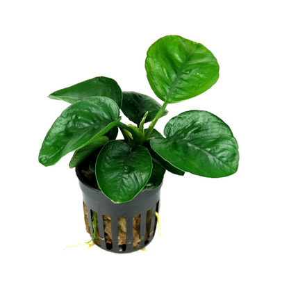 Anubias Barteri Butterfly