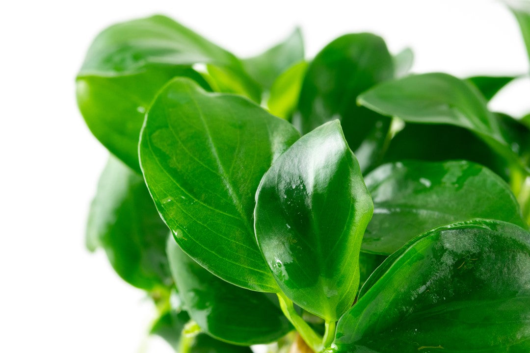 Anubias Nana - Classic Aquarium Plant