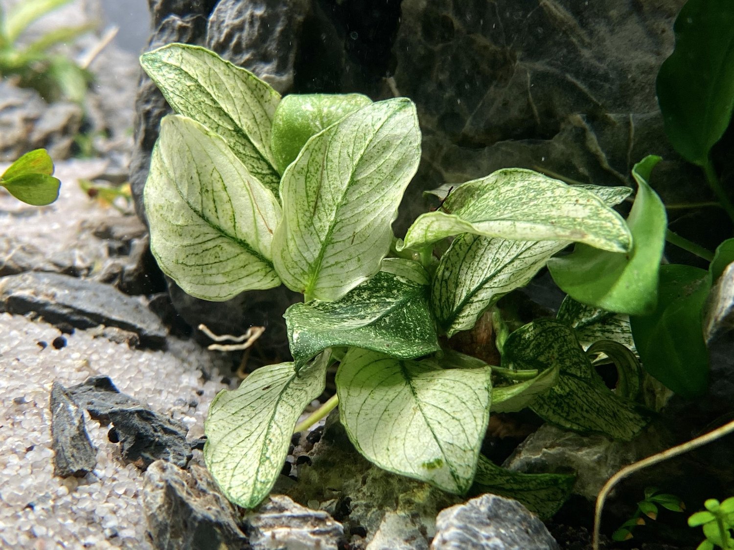 Anubias Nana Pinto