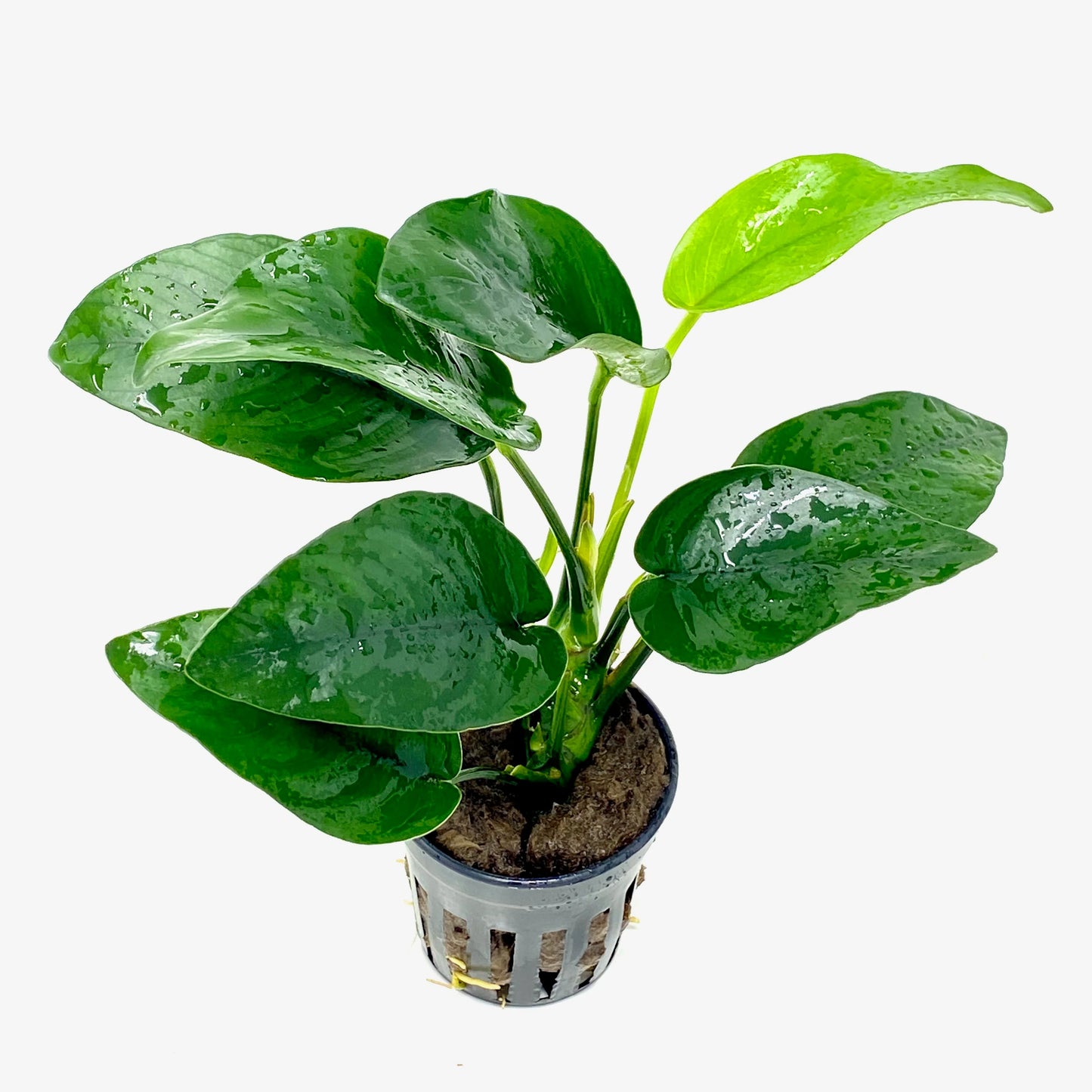 Anubias Nana Tropica Aquatic Plant