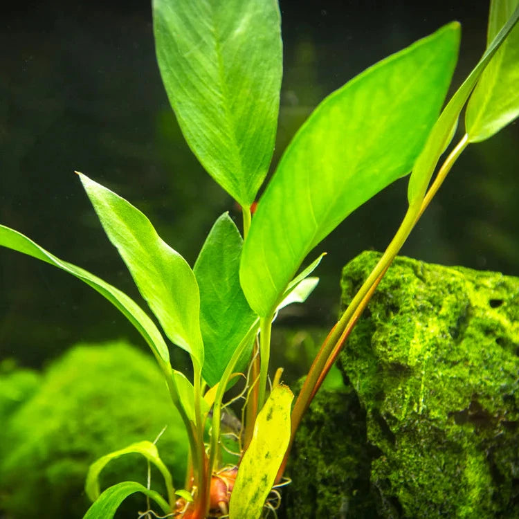 Anubias Frazeri Aquarium Plant