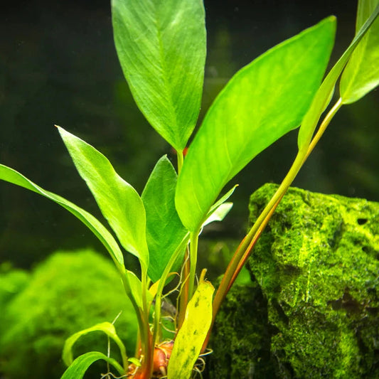 Anubias Frazeri Aquarium Plant