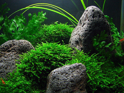 Aquatic Peacock Moss