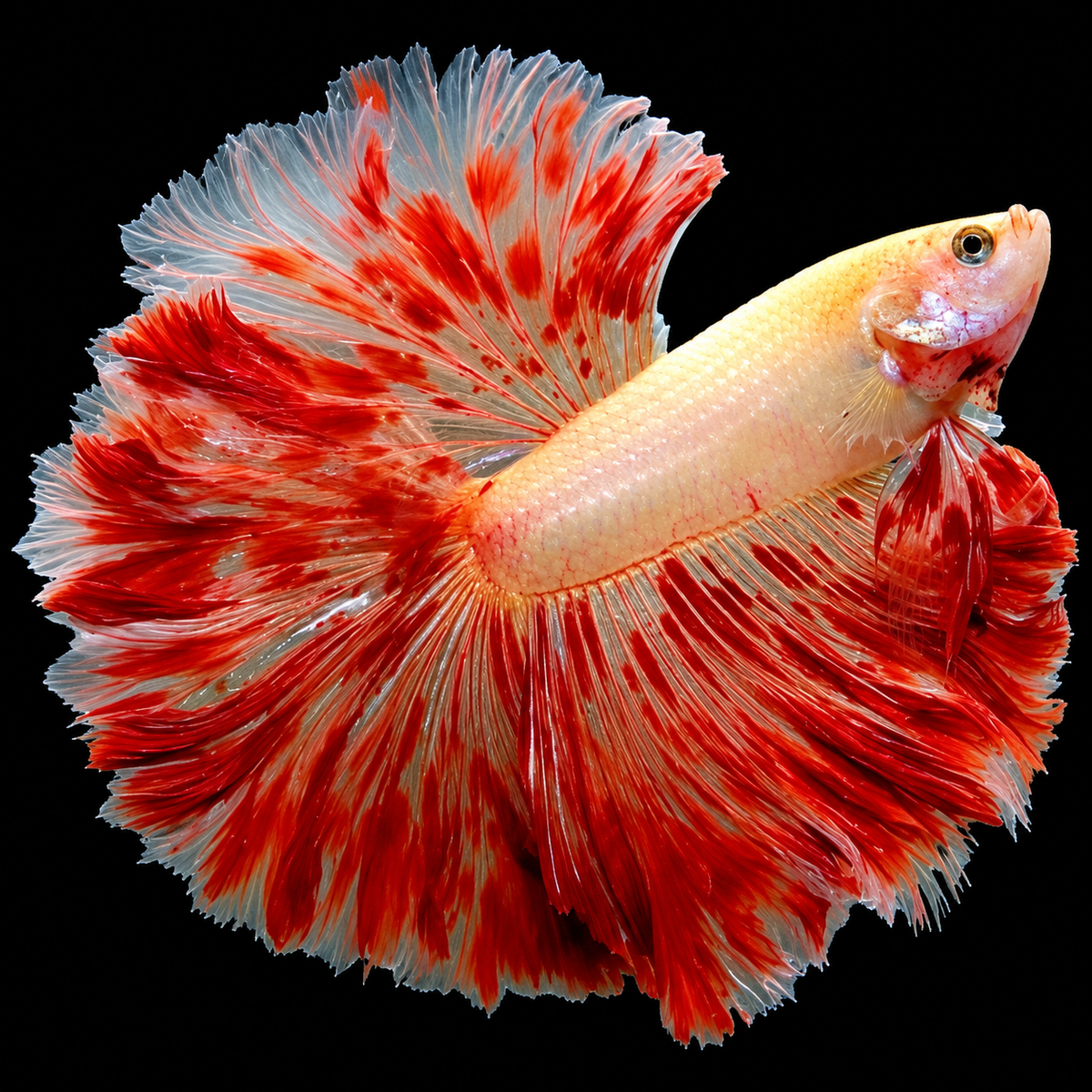 Armageddon Halfmoon Male Betta Fish featuring fiery red and golden-yellow coloration with elegant, flowing Halfmoon fins.