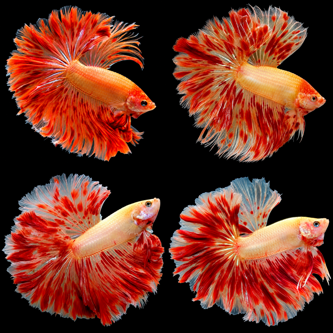 Armageddon Halfmoon Male Betta Fish featuring fiery red and golden-yellow coloration with elegant, flowing Halfmoon fins.