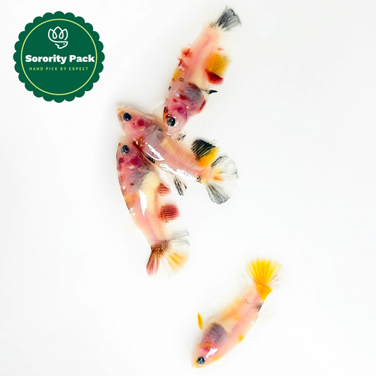 Baby Koi Nemo Sorority Betta Fish | Born & Raised Together | Growing Colors