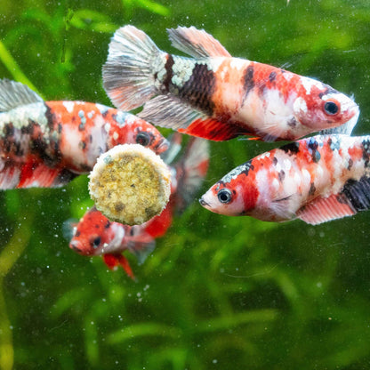 Koi Red Copper Female Betta Fish Sorority