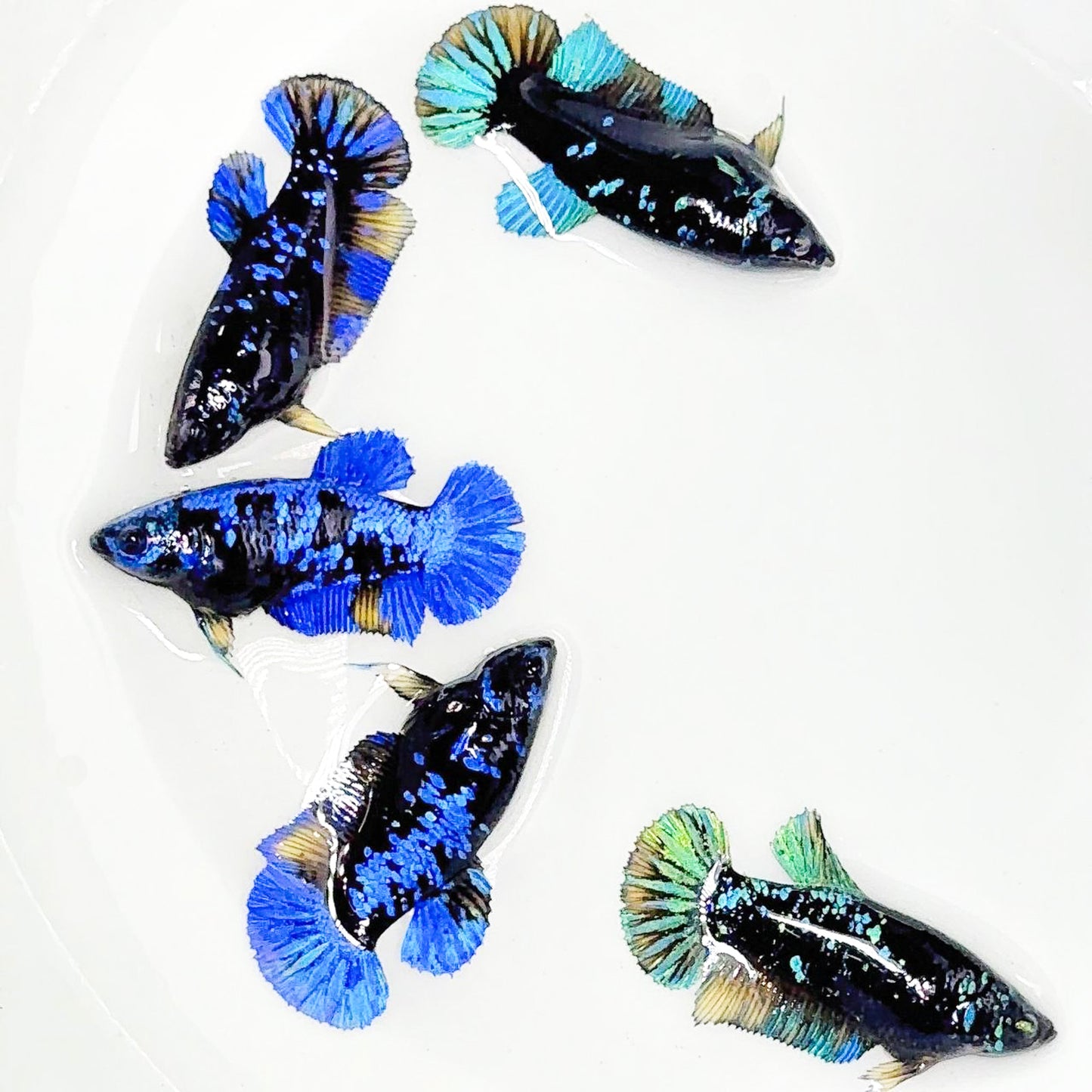 Mix Avarta Black Blue Galaxy, Black Green Galaxy Female Betta Fish
