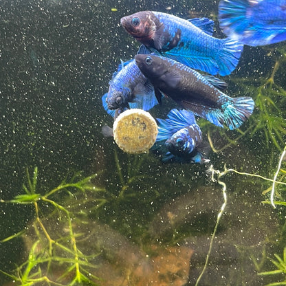 Black Blue Female Betta Fish Sorority