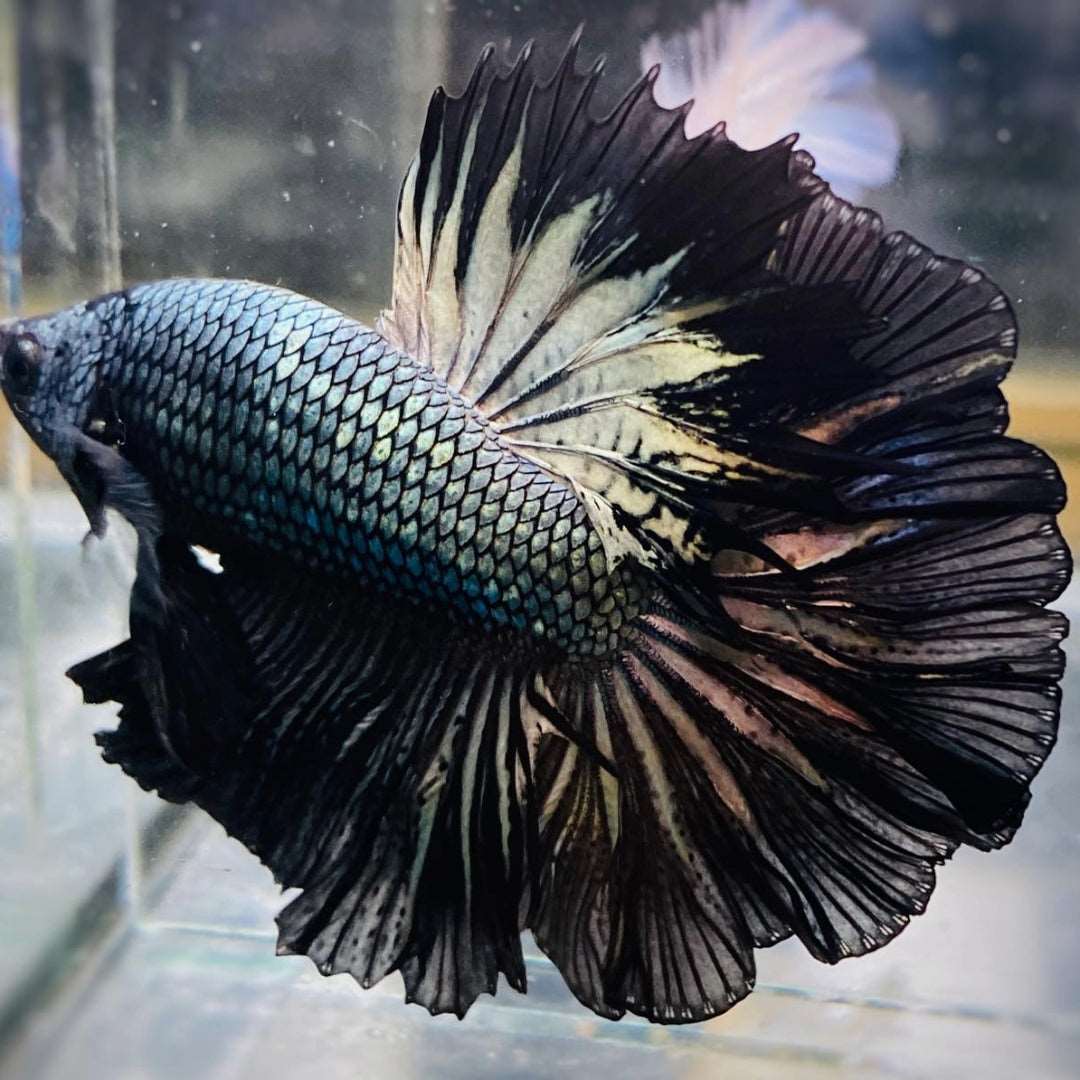 Male Betta Fish Black Copper Halfmoon Tropicflow