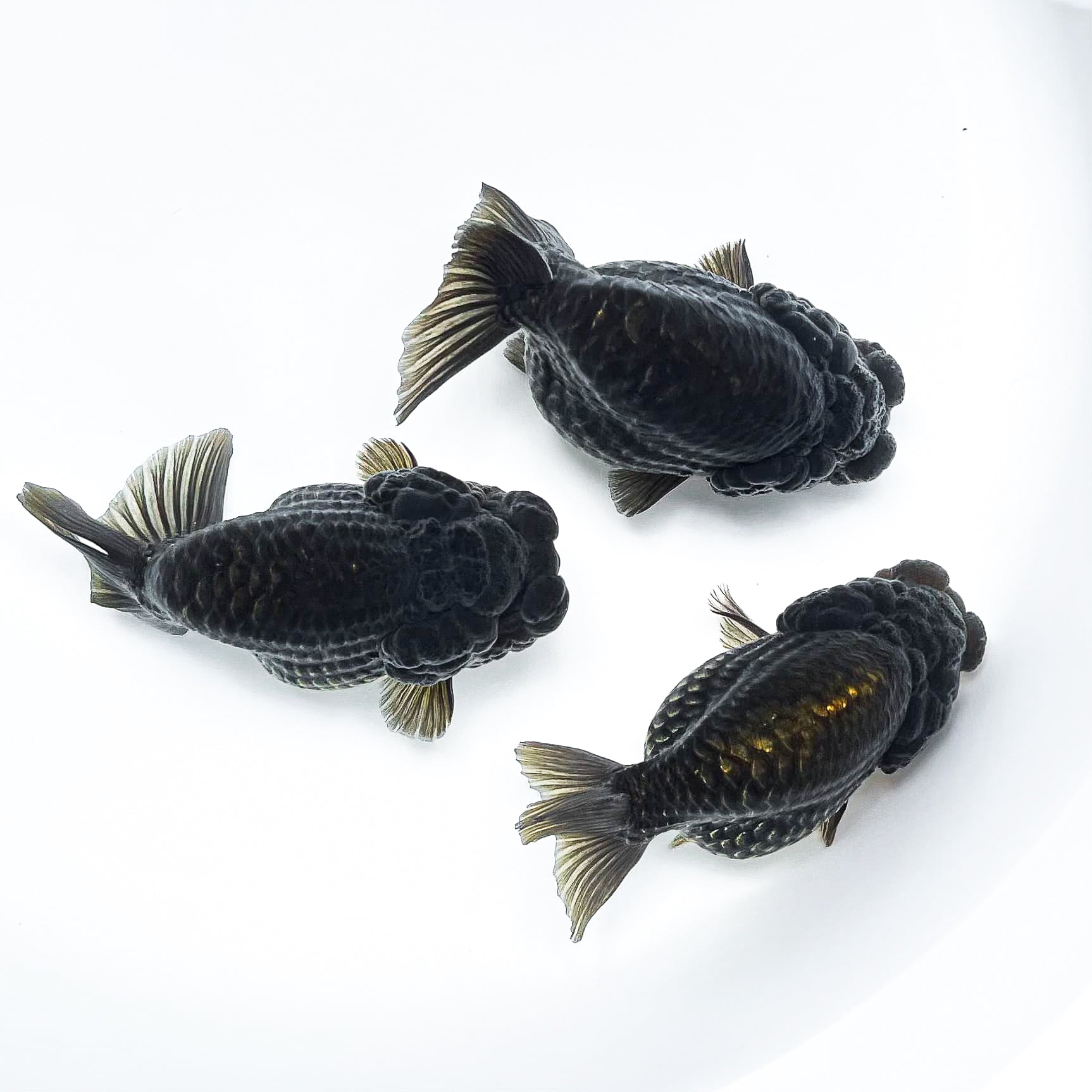 Black Copper Ranchu Goldfish | Grower Pick