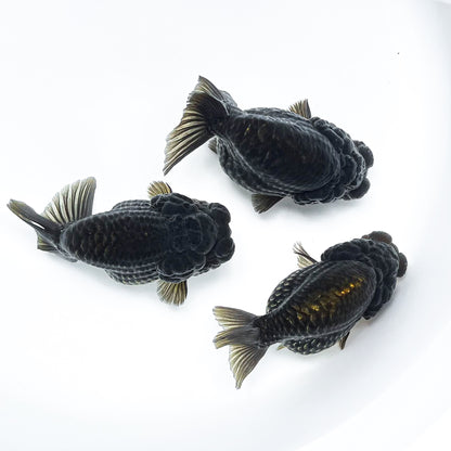Black Copper Ranchu Goldfish | Grower Pick