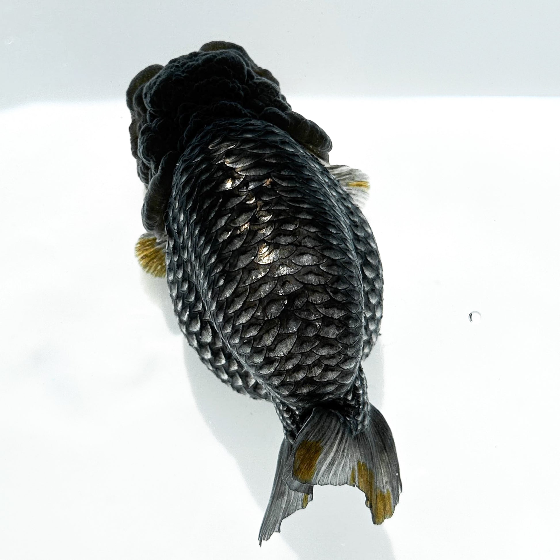 Black Copper Ranchu Goldfish | Grower Pick