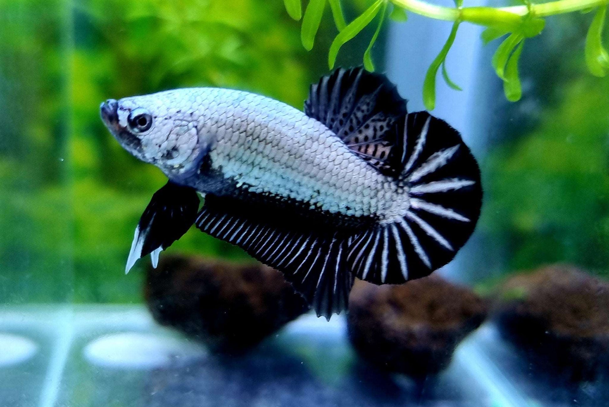 Black Dragon Plakat Male Betta Fish Tropicflow - Main Image