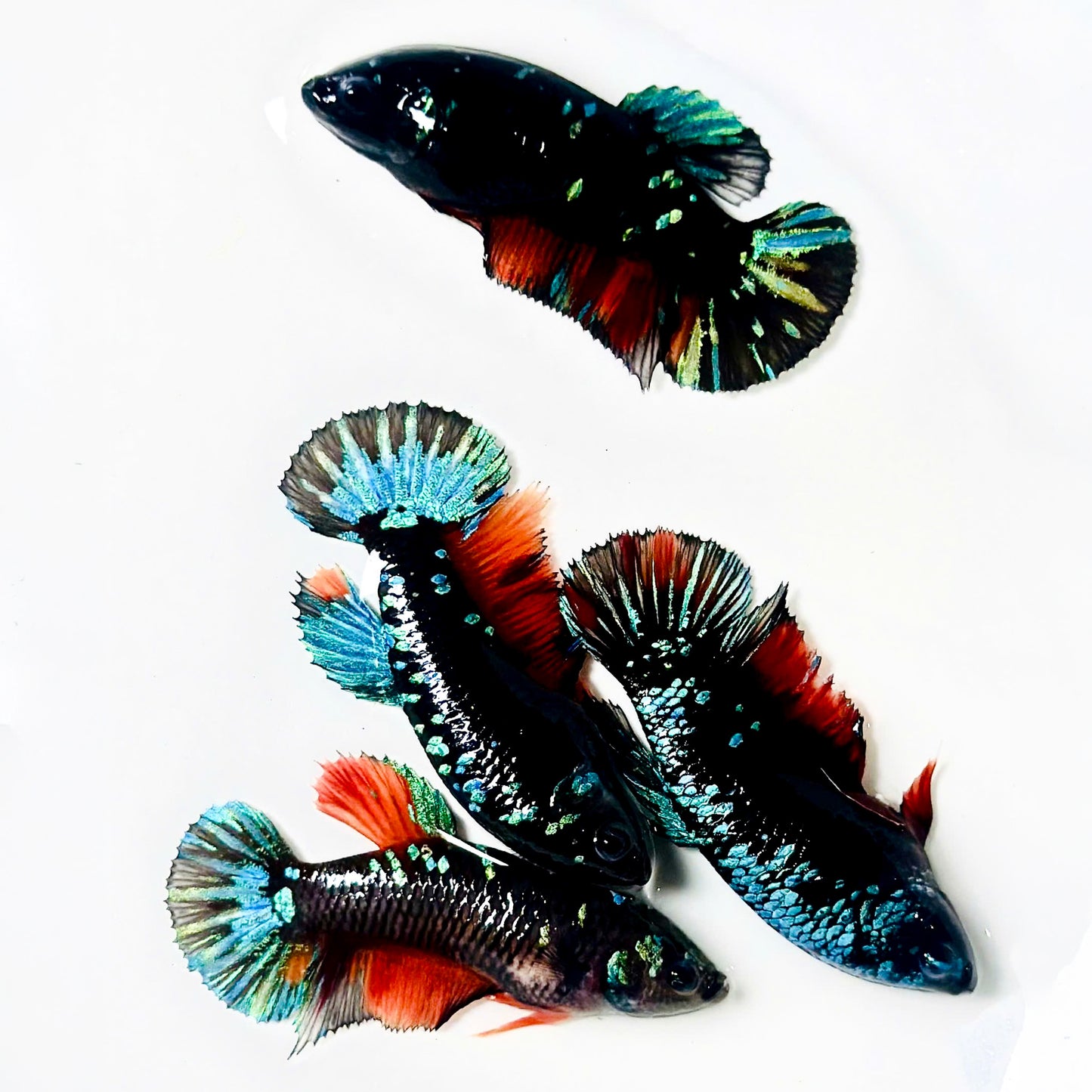 Inferno Galaxy Plakat Female Betta Fish | Exotic Species