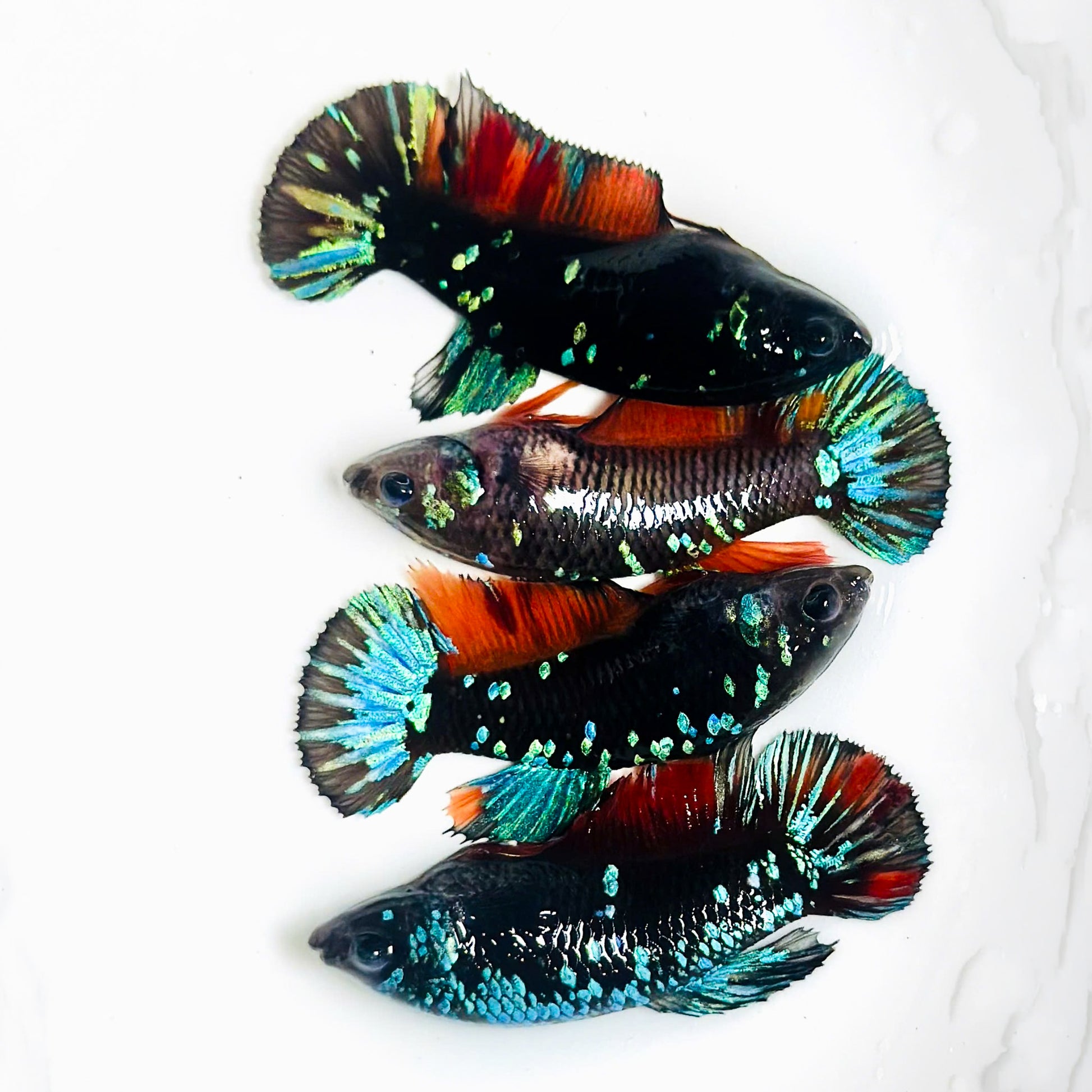 Inferno Galaxy Plakat Female Betta Fish | Exotic Species
