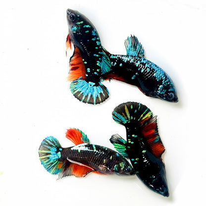 Inferno Galaxy Plakat Female Betta Fish | Exotic Species
