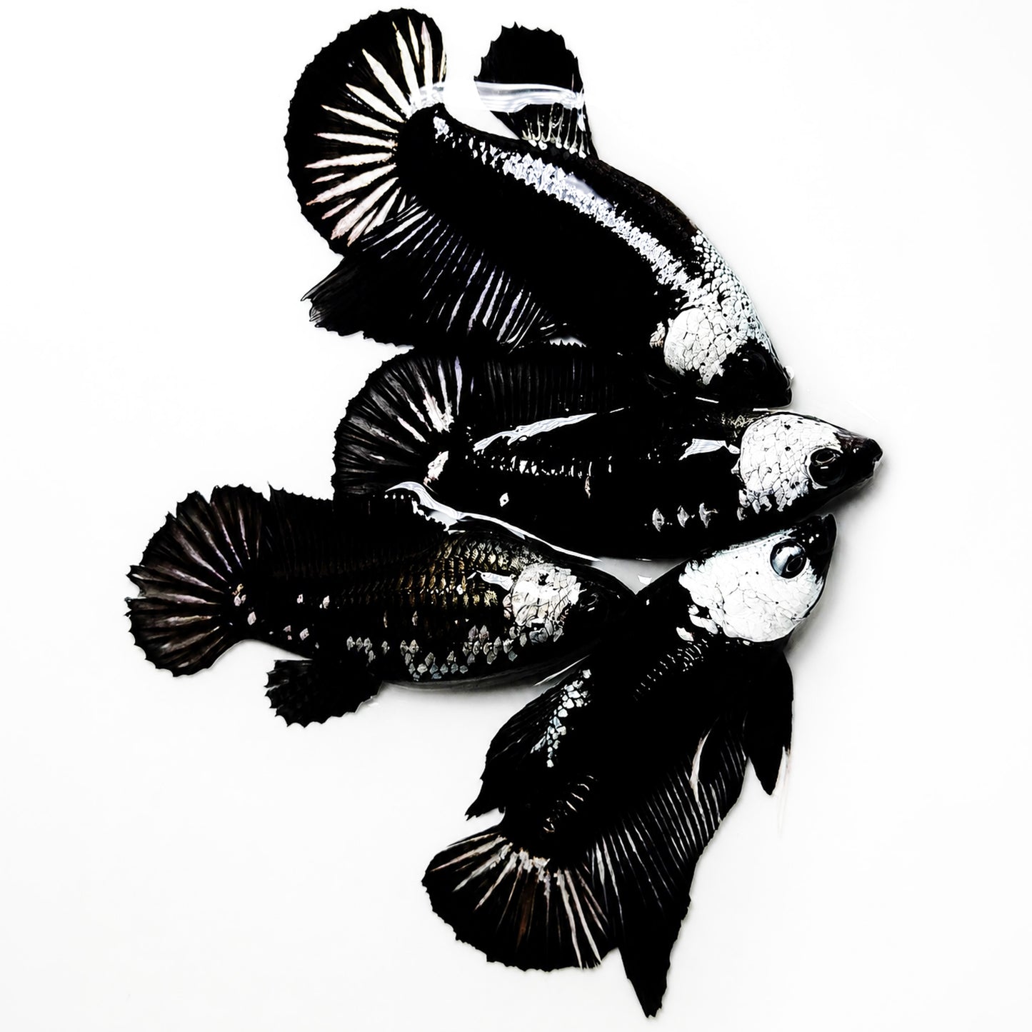Black Mamba Plakat Female Betta Fish