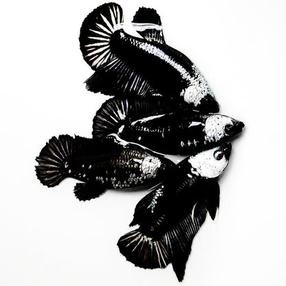 Black Mamba Plakat Female Betta Fish