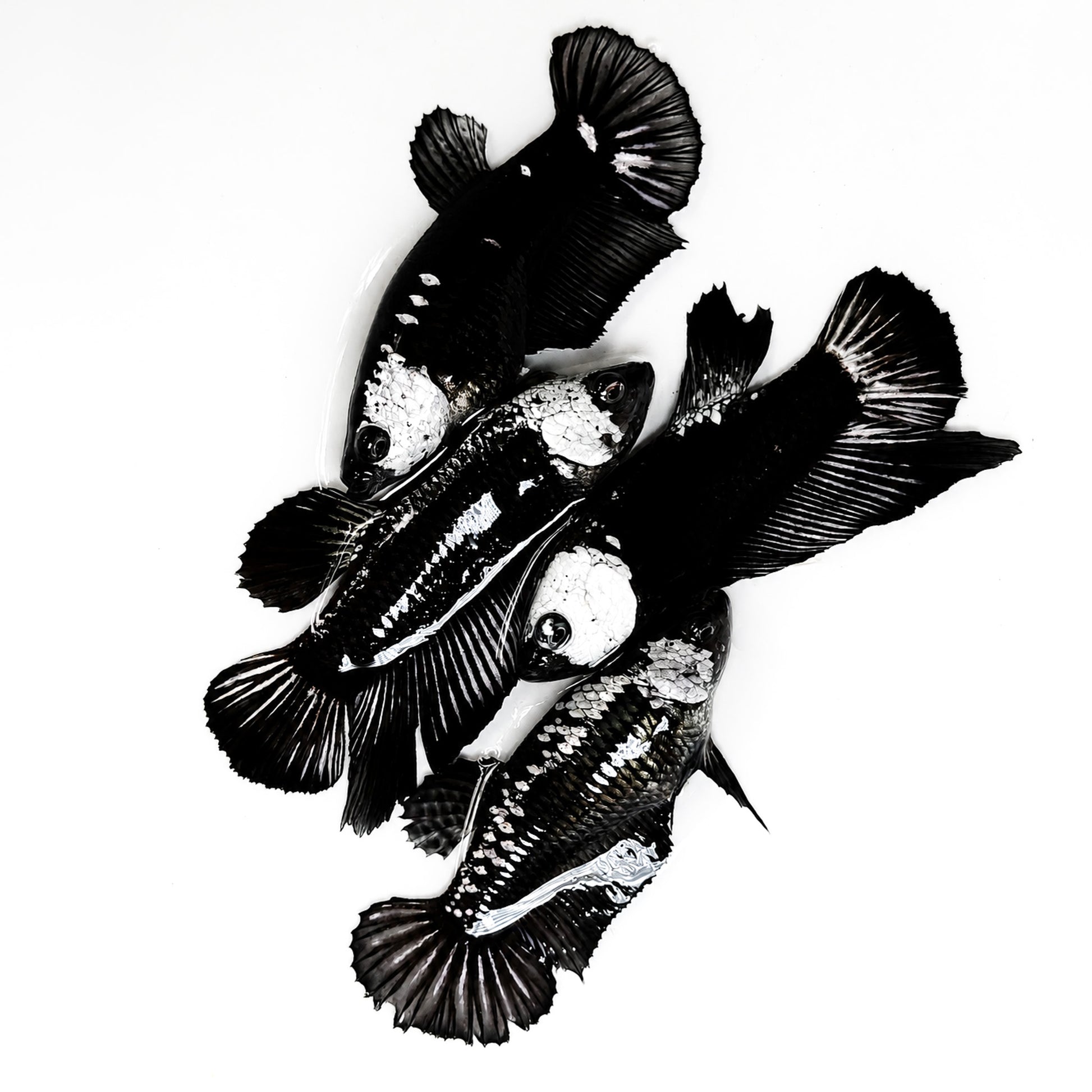 Black Mamba Plakat Female Betta Fish