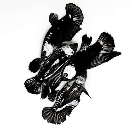 Black Mamba Plakat Female Betta Fish
