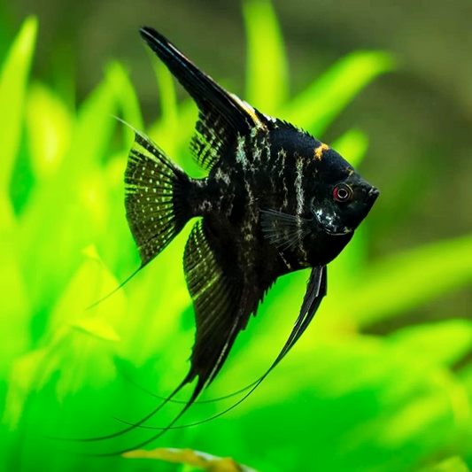 Black Marble Angelfish | Tropicflow