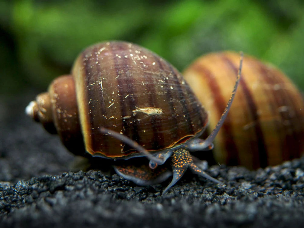 Black Mystery Snail