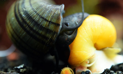 Black Mystery Snail