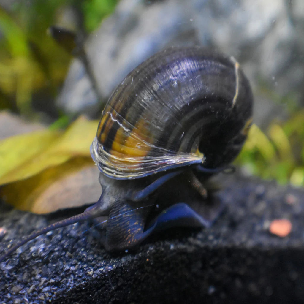 Black Mystery Snail