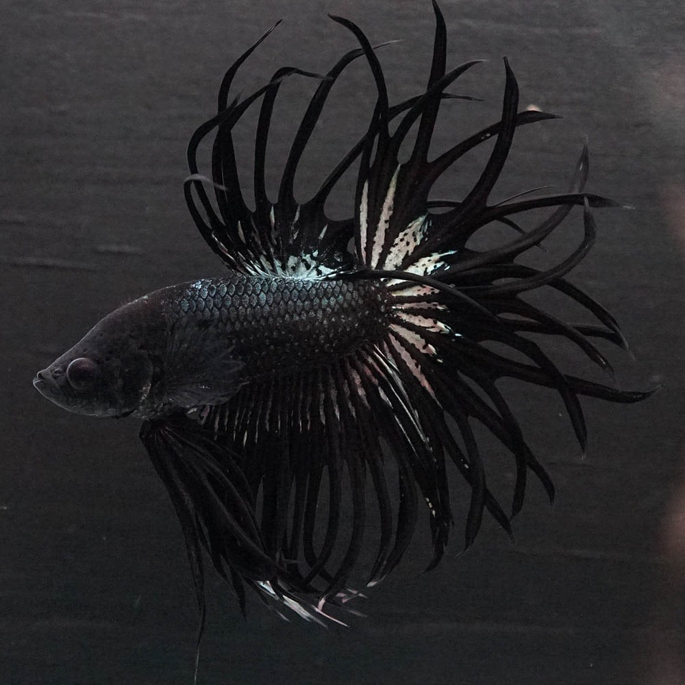 Black Orchid Crowntail Male Betta Fish with dark body and dramatic crown tail fins