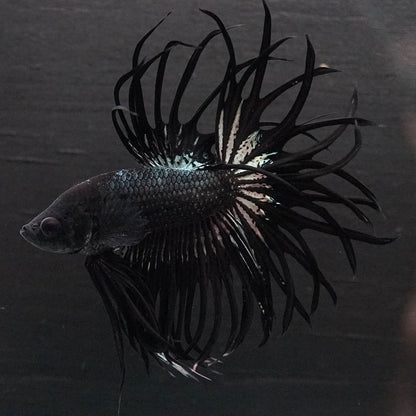 Black Orchid Crowntail Male Betta Fish with dark body and dramatic crown tail fins