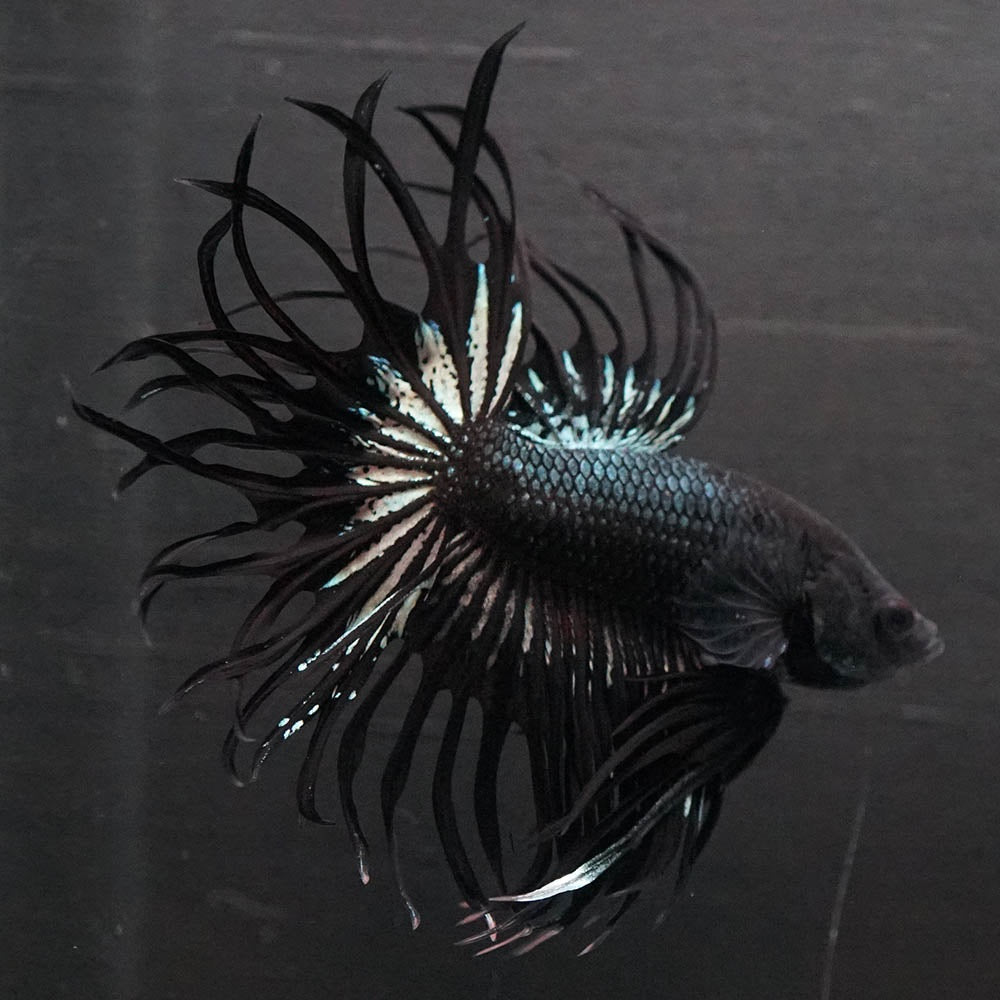 Black Orchid Crowntail Male Betta Fish with dark body and dramatic crown tail fins