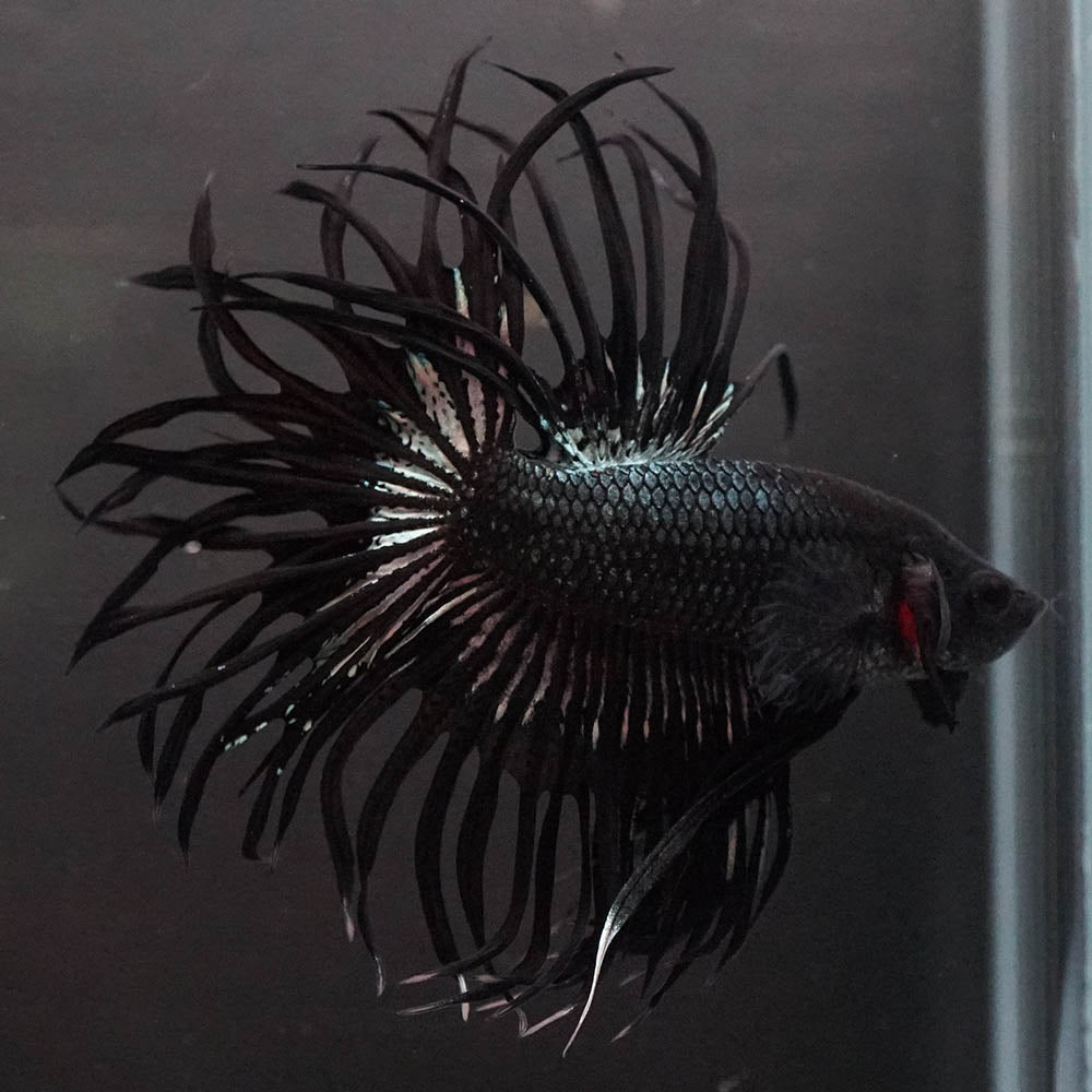 Black Orchid Crowntail Male Betta Fish with dark body and dramatic crown tail fins