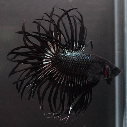 Black Orchid Crowntail Male Betta Fish with dark body and dramatic crown tail fins