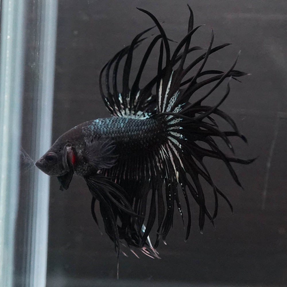 Black Orchid Crowntail Male Betta Fish with dark body and dramatic crown tail fins