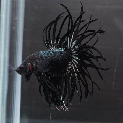 Black Orchid Crowntail Male Betta Fish with dark body and dramatic crown tail fins