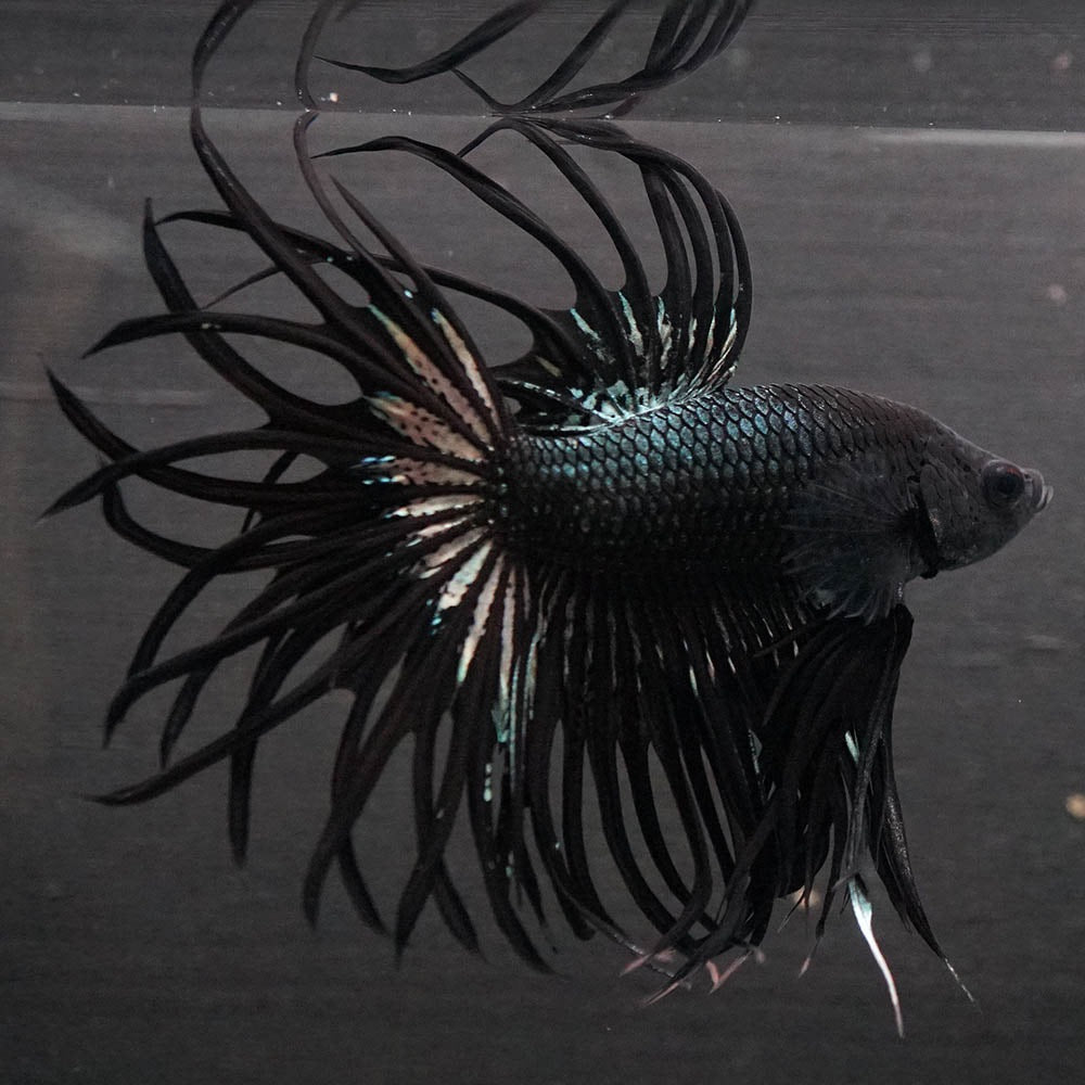 Black Orchid Crowntail Male Betta Fish with dark body and dramatic crown tail fins