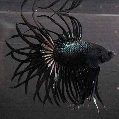 Black Orchid Crowntail Male Betta Fish with dark body and dramatic crown tail fins